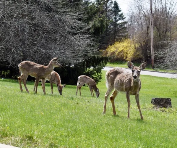 Deer Solution?: State continues Urban Deer Management Pilot program; doesn’t implement changes or expansion